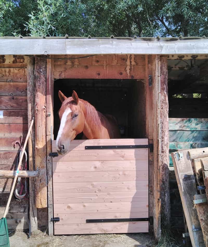 Porte en bois pour boxes d'écurie par la menuiserie-ébénisterie Mont Bois (05200 Embrun, Hautes-Alpes en région PACA)